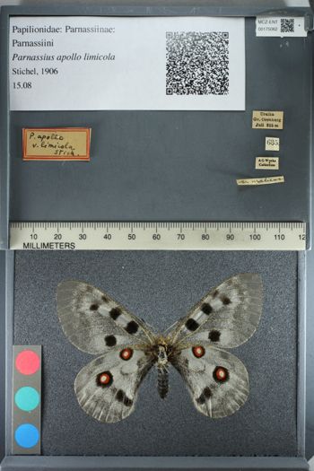Media type: image;   Entomology 175062